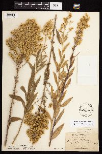 Solidago rigidiuscula image