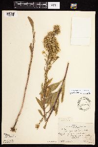 Solidago rigidiuscula image