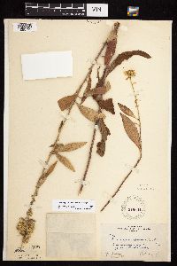 Solidago rigidiuscula image