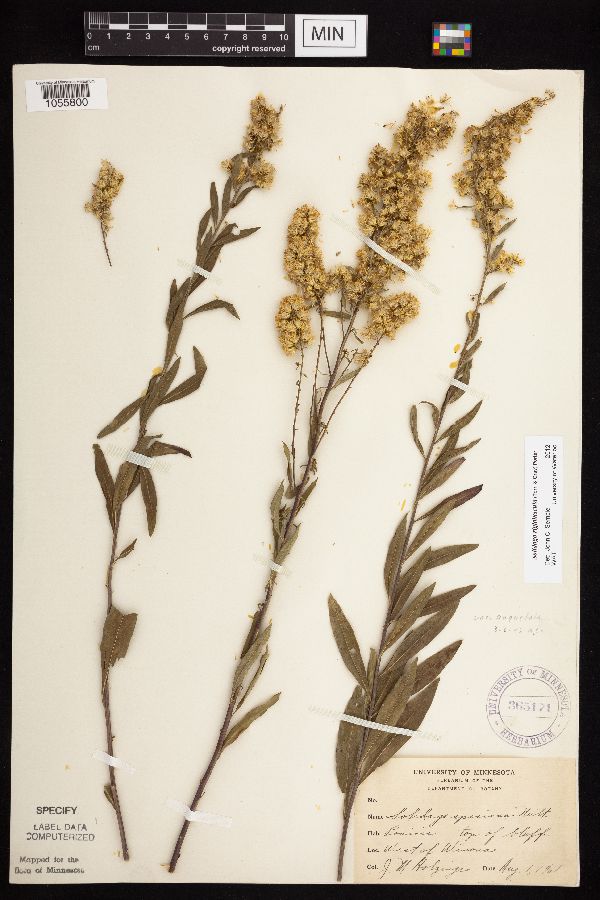 Solidago rigidiuscula image