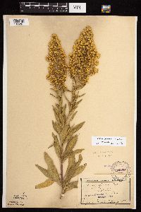 Solidago rigidiuscula image