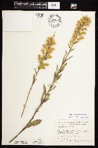 Solidago rigidiuscula image