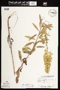 Solidago rigidiuscula image