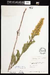 Solidago rigidiuscula image