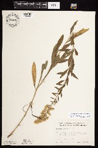 Solidago rigidiuscula image
