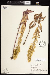 Solidago rigidiuscula image