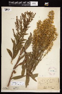 Solidago rigidiuscula image