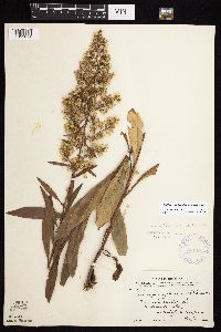 Solidago rigidiuscula image