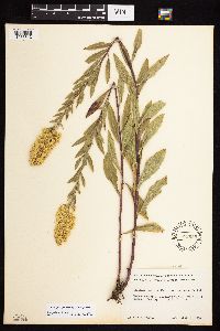 Solidago rigidiuscula image