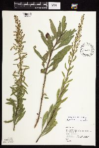 Solidago rigidiuscula image
