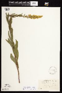 Solidago rigidiuscula image