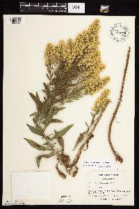 Solidago rigidiuscula image