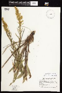 Solidago rigidiuscula image