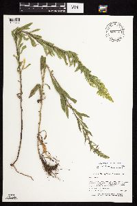 Solidago rigidiuscula image