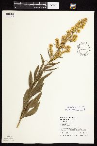 Solidago rigidiuscula image