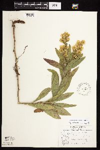 Solidago rigidiuscula image