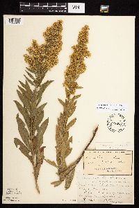 Solidago rigidiuscula image