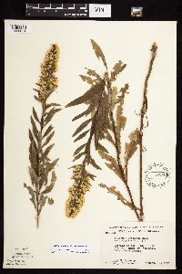 Solidago rigidiuscula image