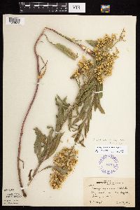 Solidago rigidiuscula image