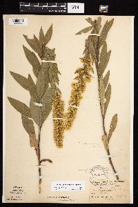 Solidago rigidiuscula image
