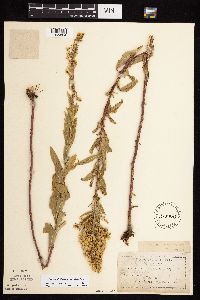 Solidago rigidiuscula image