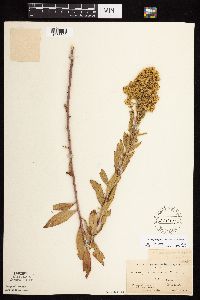 Solidago rigidiuscula image