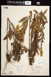 Solidago rigidiuscula image