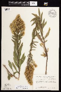 Solidago rigidiuscula image
