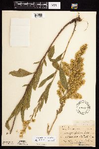 Solidago rigidiuscula image