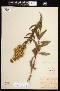 Solidago rigidiuscula image