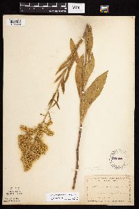 Solidago rigidiuscula image