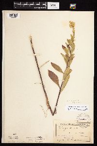 Solidago rigidiuscula image