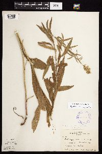 Solidago rigidiuscula image