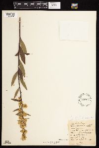 Solidago rigidiuscula image