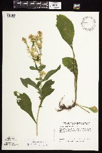 Solidago sciaphila image