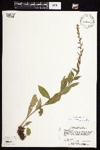 Solidago sciaphila image
