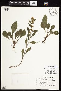 Solidago sciaphila image