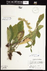 Solidago sciaphila image