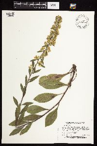 Solidago sciaphila image
