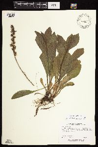 Solidago sciaphila image