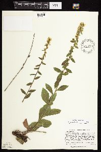 Solidago sciaphila image