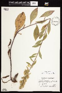 Solidago sciaphila image