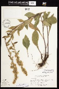 Solidago sciaphila image