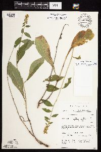 Solidago sciaphila image