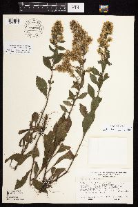 Solidago sciaphila image