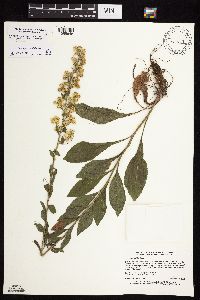 Solidago sciaphila image