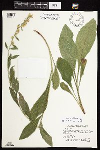 Solidago sciaphila image