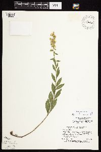 Solidago sciaphila image