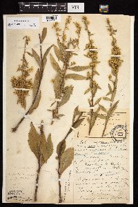 Solidago sciaphila image