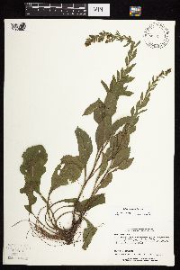 Solidago sciaphila image